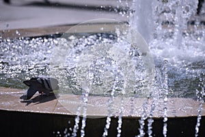 Pigeon by the fountain on a bright sunny day.