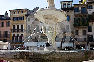 Pigeon on fountain in Verona