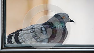 Pigeon in front of the window