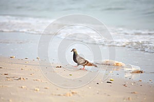 Pigeon with garbage on the beach