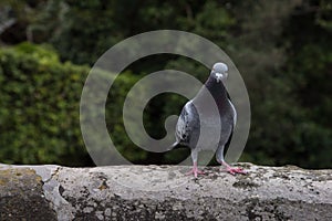 Pigeon in garden