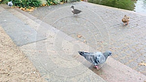 Pigeon Going Down the Stairs Outdoors. Ducks and a Lake can be seen in the Background.