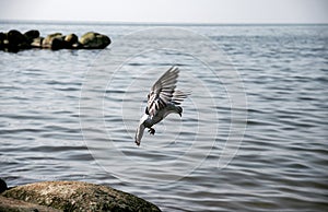 Pigeon is going to land... photo