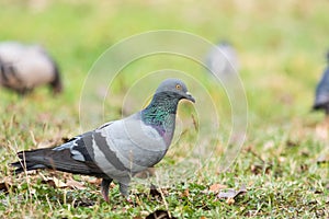 Pigeon on the grass in the park, Rock dove, Portrait of a Pigeon