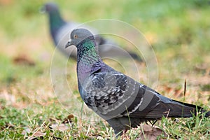 Pigeon on the grass in the park, Rock dove, Portrait of a Pigeon