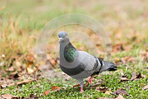 Pigeon on the grass in the park, Rock dove, Portrait of a Pigeon