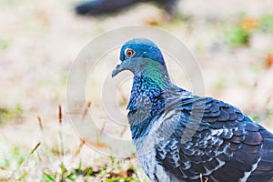 Pigeon on the grass in the park, Rock dove, Portrait of a Pigeon