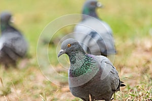 Pigeon on the grass in the park, Rock dove, Portrait of a Pigeon