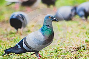 Pigeon on the grass in the park, Rock dove, Portrait of a Pigeon