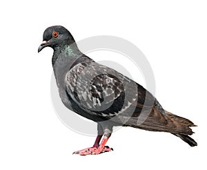 Pigeon.