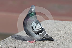 Pigeon in gray and green searching for food in the city of th ehague in the Netherlands.