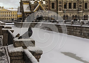 Pigeon on the Griboyedov channel in St. Petersburg in winter