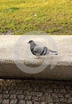Pigeon on a ground or pavement in a city. Dove or pigeon on blurry background. Pigeon concept photo.side shot of rock pigeon
