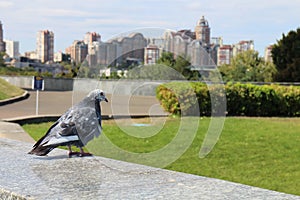 Pigeon on ground of The Ukrainian State Museum of the Great Patriotic War in  Kiev