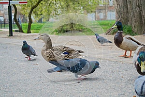 The pigeon Guillemont Cepphus columba is a black duck, like a bird with bright red legs, feeding near the shore