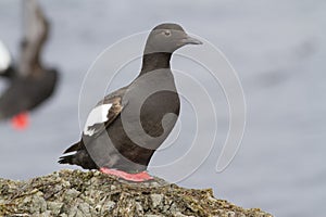 The Pigeon guillemot sitting on a rock in the cast zone during t