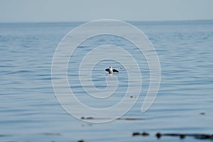 Pigeon Guillemot swimming at seaside