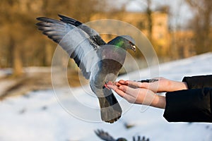 Pigeon on hand