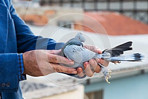 Pigeon in the hands of breeders photo