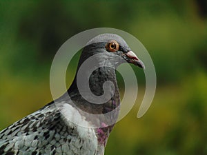 Pigeon head photo