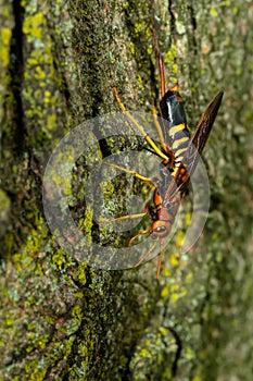 Pigeon Horntail - Tremex columba