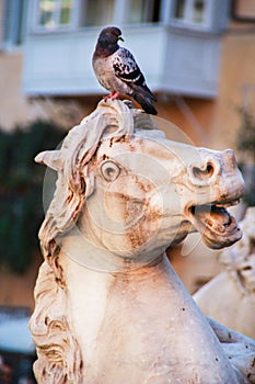 Pigeon on a horse