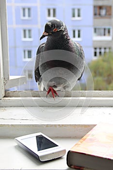 Pigeon interested phone