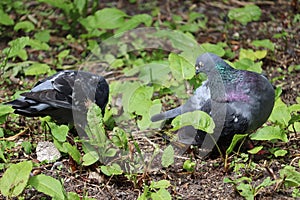 Pigeon in Ireland