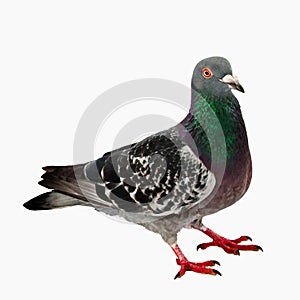 Pigeon - Isolated - Full Body - No shadow photo