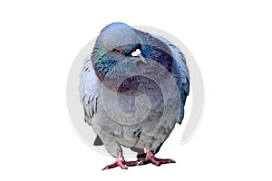 Pigeon isolated on a white background