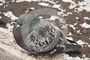 Pigeon keeping warm