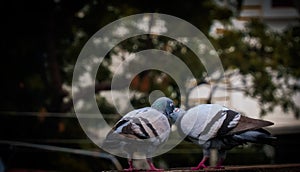 Pigeon kissing each other