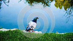 Pigeon by the lake.