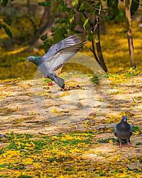 A Pigeon landing