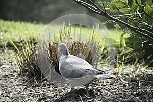 Pigeon. The large bird genus Columba comprises