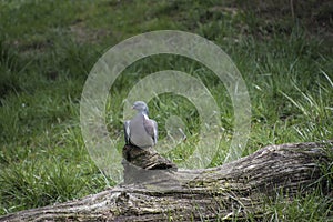 Pigeon. The large bird genus Columba comprises photo