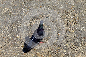 Pigeon lazily walking on the asphalt in the city garden