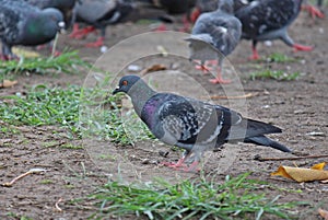 Pigeon lives in Thai public park.