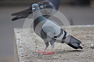 Pigeon lives in Thai public park.