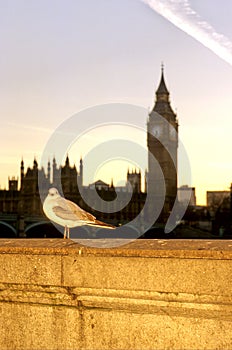 Pigeon- London