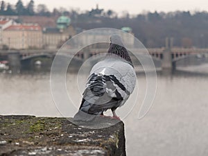 Pigeon looking from bridge