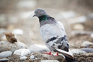 Pigeon looking at camera