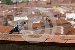 Pigeon looking at city