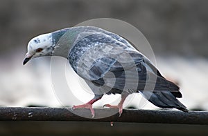 Pigeon looking down