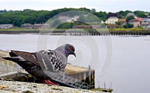 Pigeon Looking Out At The River