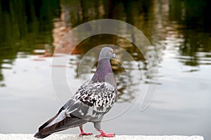 Pigeon looking at the river. Dove with blurred background