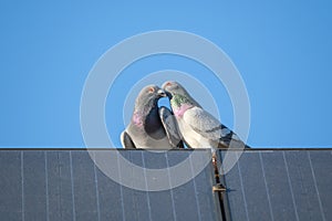 A pigeon love couple is sitting on the edge of a solar panel against a blue sky