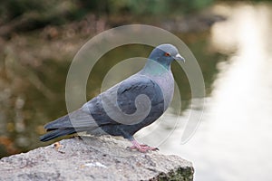 Pigeon in Lunds Stadspark