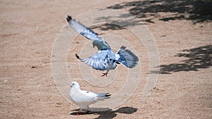 Pigeon male bird impresses his girl friend, full wingspan landing on the ground, on top of white lady pigeon