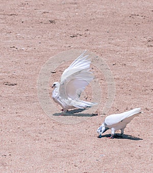 Pigeon male bird impresses his girl friend, full wingspan landing on the ground, on top of white lady pigeon